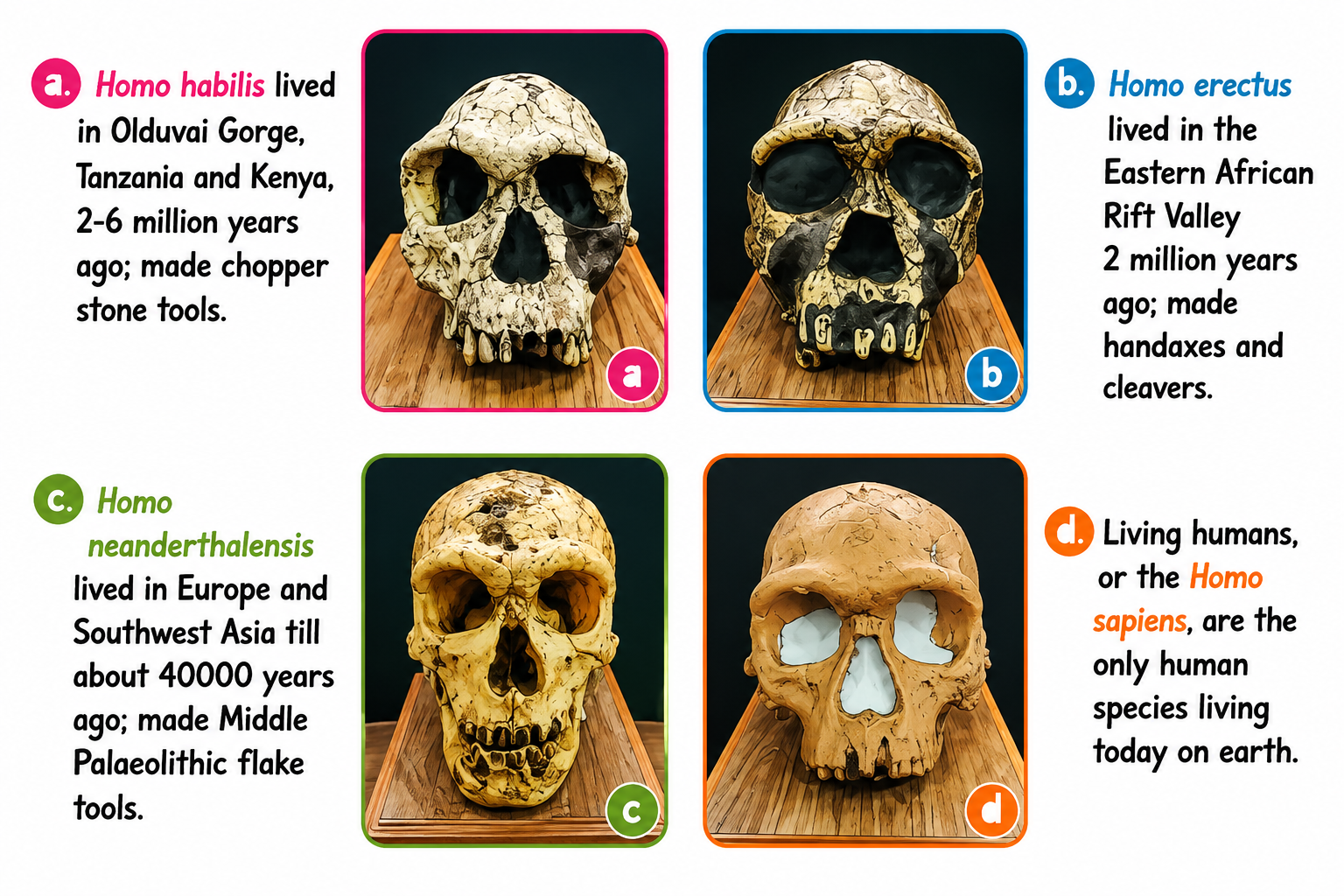 Archaeological excavation & images of skulls